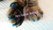 Cubre uñas para gatos! No mas muebles destruidos.